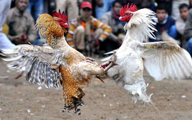 Chất lượng uy tín đỉnh cao tại đá gà VN68