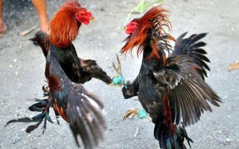 Chơi đá gà cựa sắt tại đá gà VN68