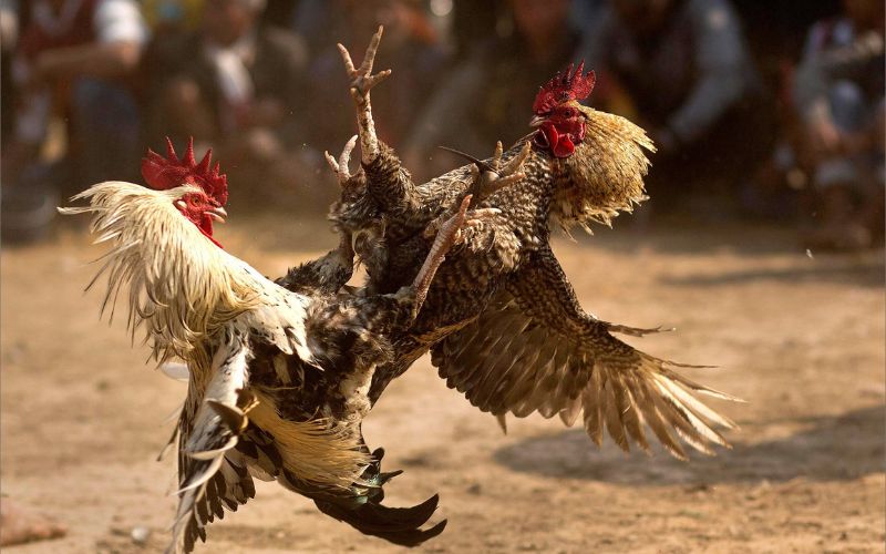 Nắm bắt các thông tin tổng thể về đá gà VN68