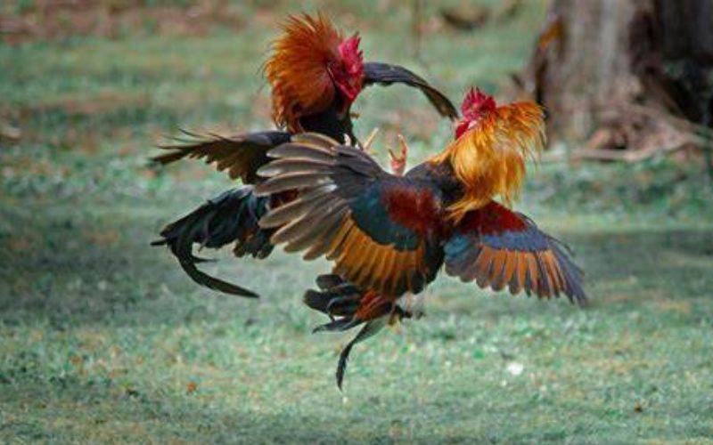 Thử sức cùng trò chơi đá gà tại giới thiệu VN68