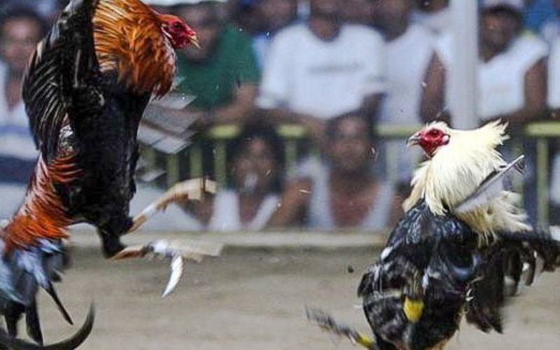 Trải nghiệm đa dạng các thể loại đá gà VN68